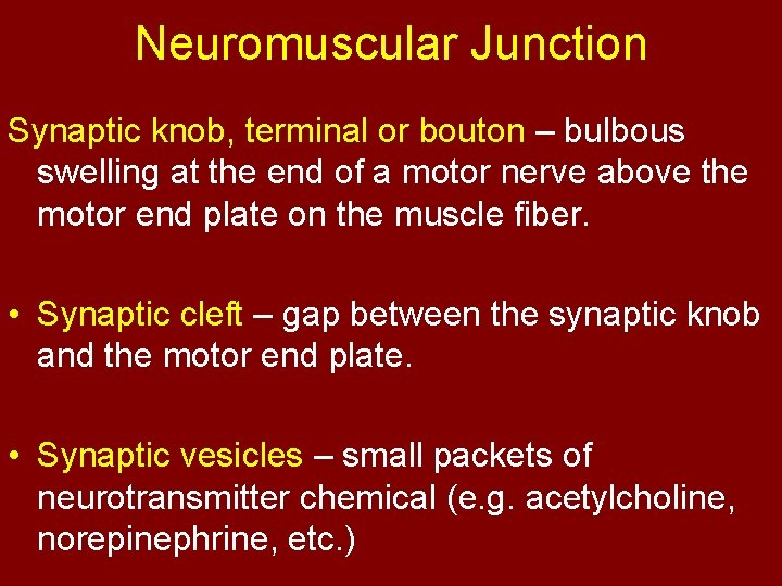 Neuromuscular Junction Synaptic knob, terminal or bouton – bulbous swelling at the end of