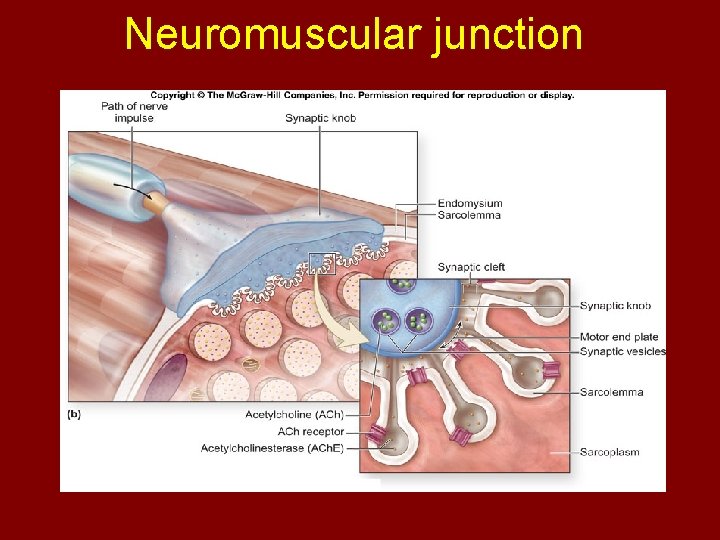 Neuromuscular junction 