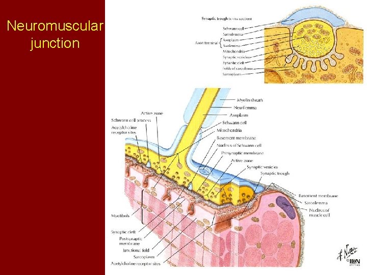 Neuromuscular junction 