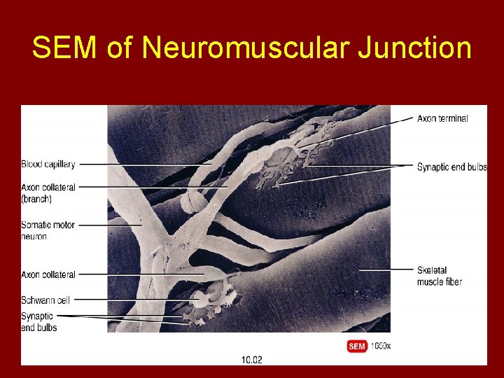 SEM of Neuromuscular Junction 
