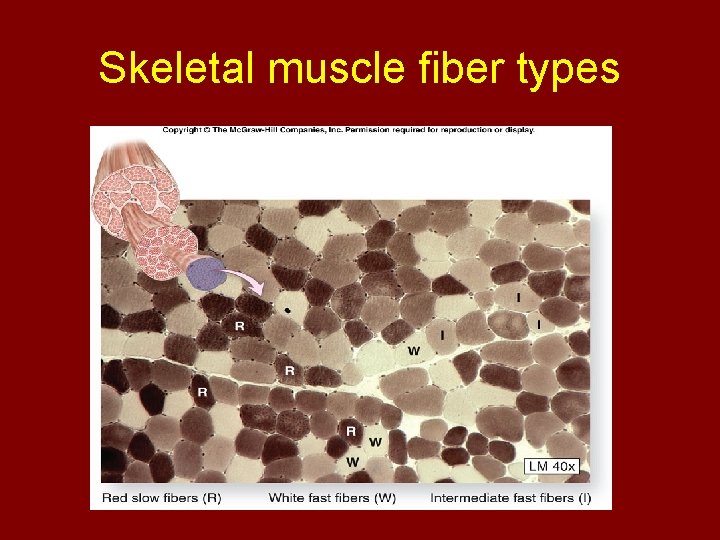 Skeletal muscle fiber types 