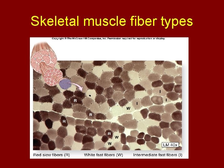 Skeletal muscle fiber types 