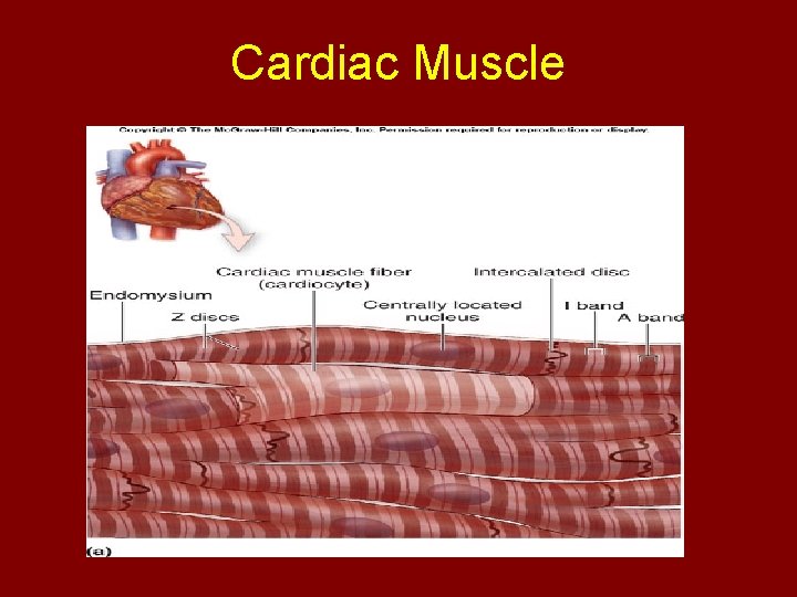 Cardiac Muscle 