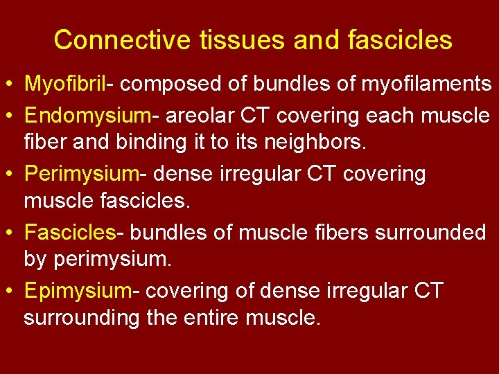 Connective tissues and fascicles • Myofibril- composed of bundles of myofilaments • Endomysium- areolar