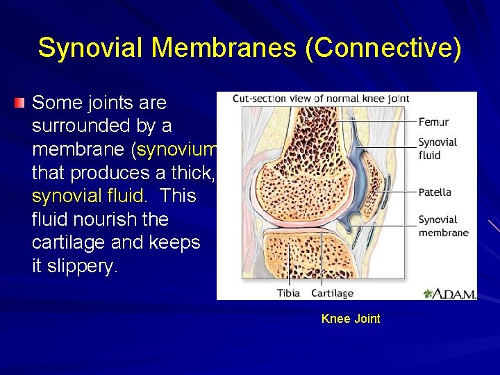 Synovial Membranes (Connective) Some joints are surrounded by a membrane (synovium) that produces a