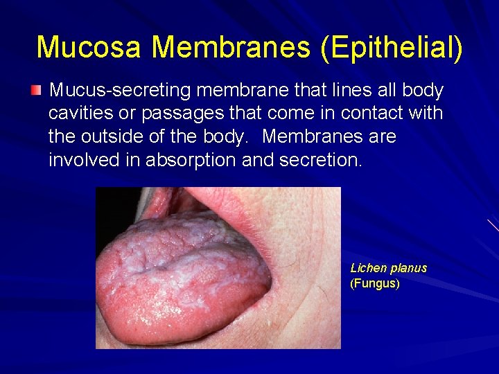 Mucosa Membranes (Epithelial) Mucus-secreting membrane that lines all body cavities or passages that come