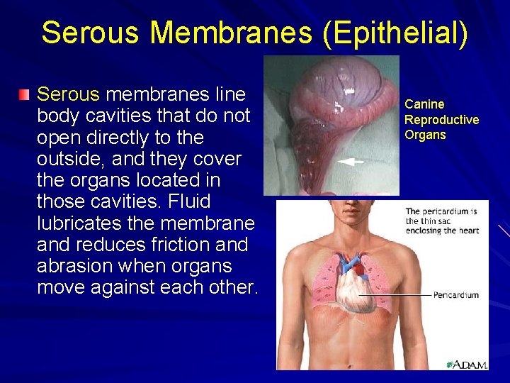 Serous Membranes (Epithelial) Serous membranes line body cavities that do not open directly to