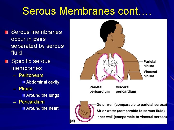 Serous Membranes cont…. Serous membranes occur in pairs separated by serous fluid Specific serous
