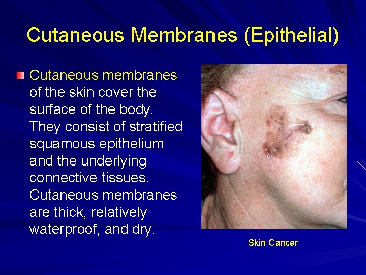 Cutaneous Membranes (Epithelial) Cutaneous membranes of the skin cover the surface of the body.