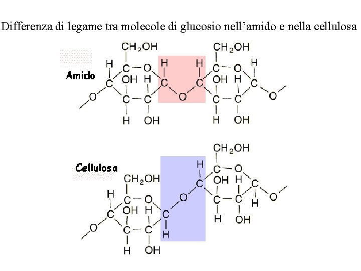 Differenza di legame tra molecole di glucosio nell’amido e nella cellulosa 