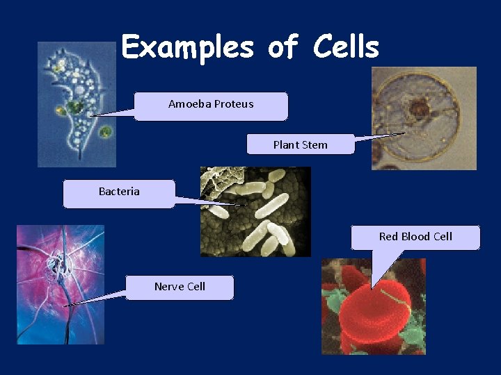 Examples of Cells Amoeba Proteus Plant Stem Bacteria Red Blood Cell Nerve Cell 