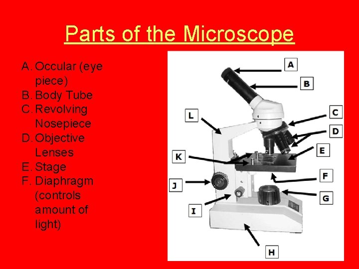 Parts of the Microscope A. Occular (eye piece) B. Body Tube C. Revolving Nosepiece