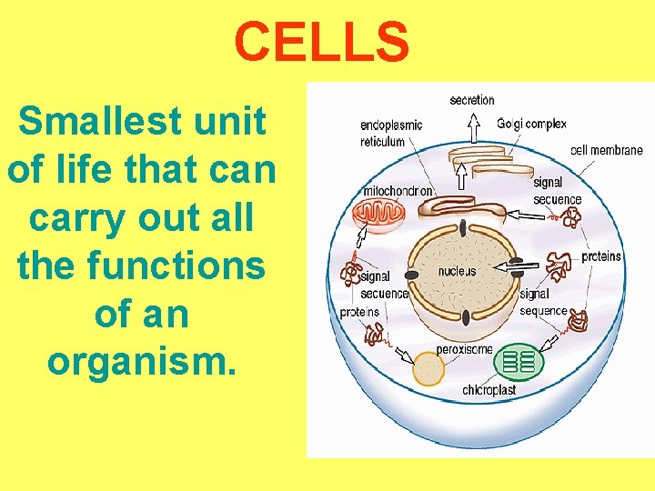 CELLS Smallest unit of life that can carry out all the functions of an