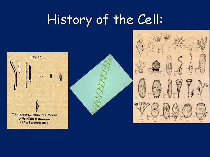 History of the Cell: 