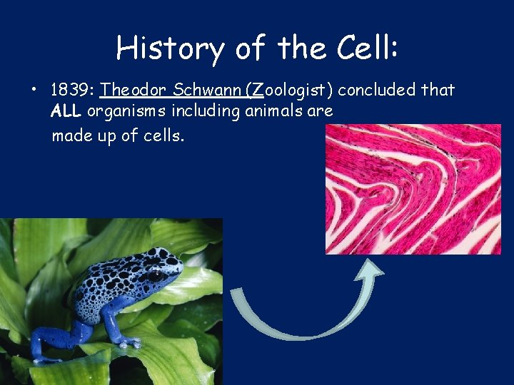 History of the Cell: • 1839: Theodor Schwann (Zoologist) concluded that ALL organisms including