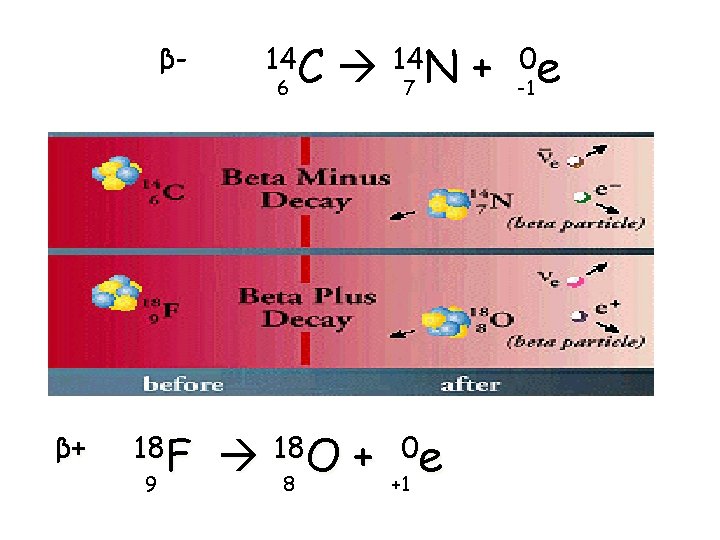 β- β+ 18 F 9 14 C 6 147 N + 188 O + β- β+ 18 F 9 14 C 6 147 N + 188 O +