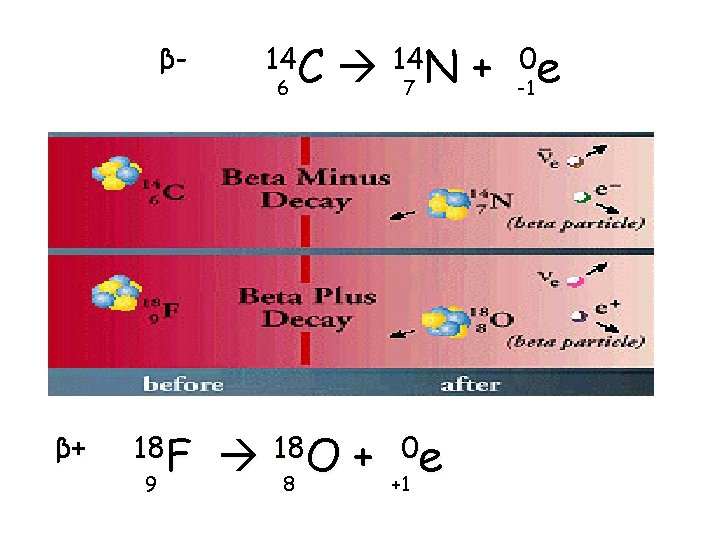 β- β+ 18 F 9 14 C 6 147 N + 188 O +