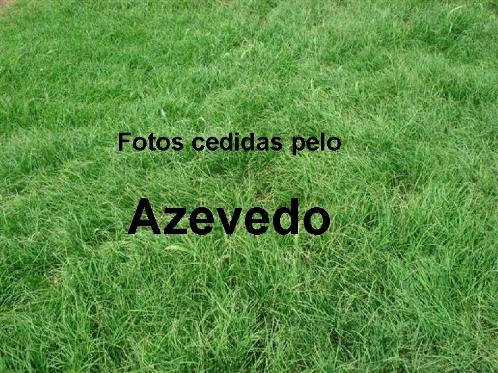 Fotos cedidas pelo Azevedo 