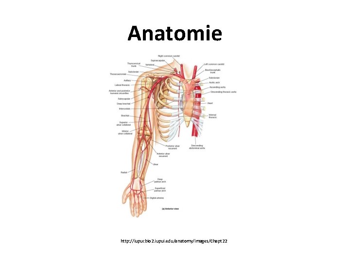 Anatomie http: //iupucbio 2. iupui. edu/anatomy/images/Chapt 22 