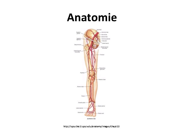 Anatomie http: //iupucbio 2. iupui. edu/anatomy/images/Chapt 22 