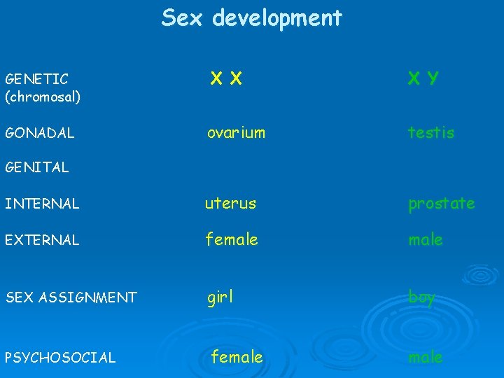 Sex development GENETIC (chromosal) X X X Y GONADAL ovarium testis INTERNAL uterus prostate