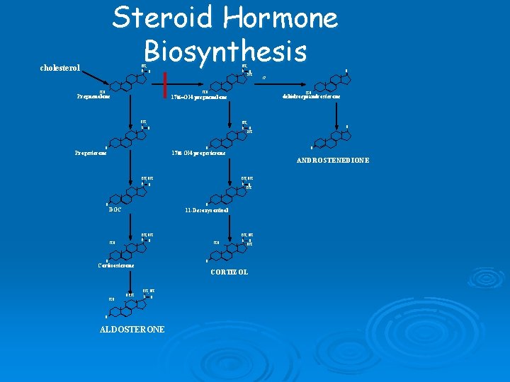 Steroid Hormone Biosynthesis cholesterol CH 3 C O HO O OH HO Pregnenolone HO