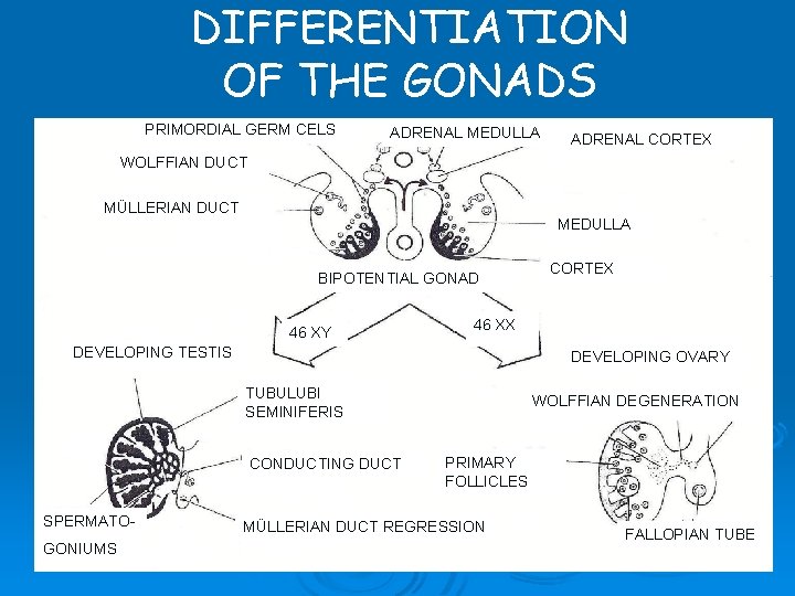 DIFFERENTIATION OF THE GONADS PRIMORDIAL GERM CELS ADRENAL MEDULLA ADRENAL CORTEX WOLFFIAN DUCT MÜLLERIAN DIFFERENTIATION OF THE GONADS PRIMORDIAL GERM CELS ADRENAL MEDULLA ADRENAL CORTEX WOLFFIAN DUCT MÜLLERIAN