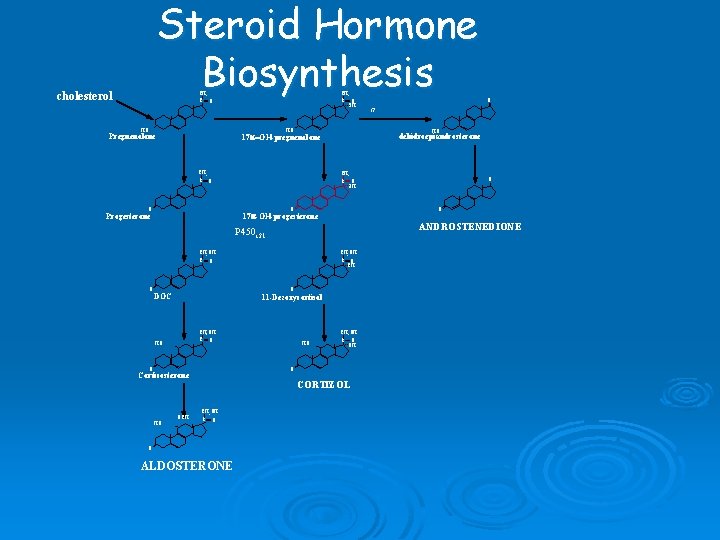 Steroid Hormone Biosynthesis cholesterol CH 3 C O HO O OH HO Pregnenolone HO