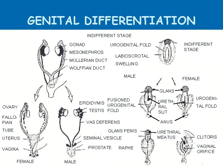 GENITAL DIFFERENTIATION INDIFFERENT STAGE GONAD INDIFFERENT STAGE UROGENITAL FOLD MESONEPHROS LABIOSCROTAL MÜLLERIAN DUCT SWELLING GENITAL DIFFERENTIATION INDIFFERENT STAGE GONAD INDIFFERENT STAGE UROGENITAL FOLD MESONEPHROS LABIOSCROTAL MÜLLERIAN DUCT SWELLING