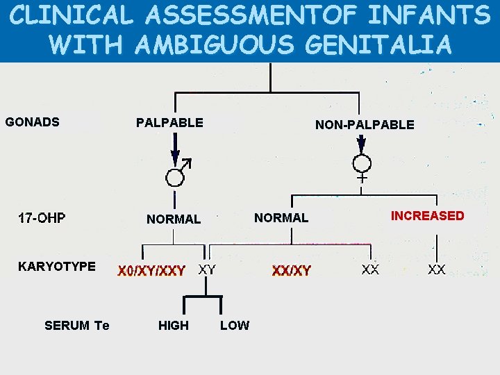 CLINICAL ASSESSMENTOF INFANTS WITH AMBIGUOUS GENITALIA GONADS PALPABLE NON-PALPABLE NORMAL KARYOTYPE SERUM Te HIGH