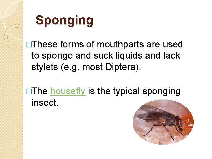 Sponging �These forms of mouthparts are used to sponge and suck liquids and lack Sponging �These forms of mouthparts are used to sponge and suck liquids and lack