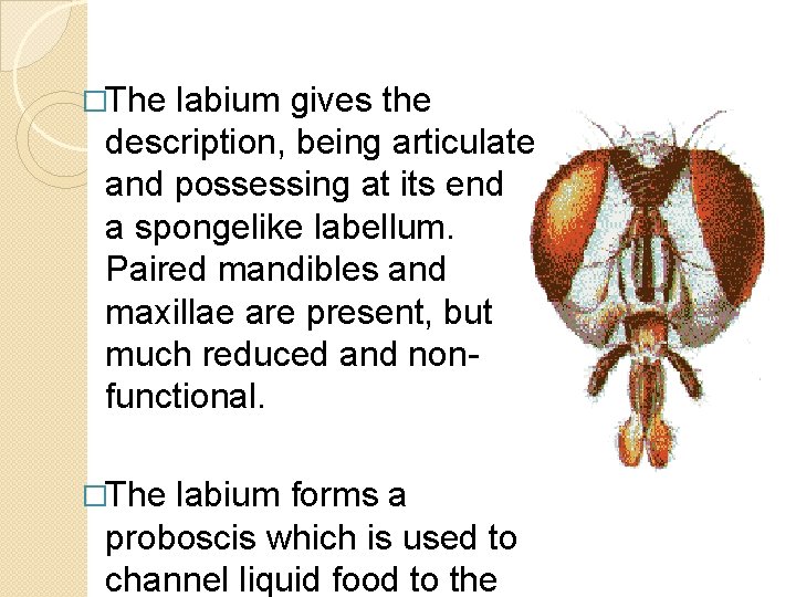 �The labium gives the description, being articulate and possessing at its end a spongelike