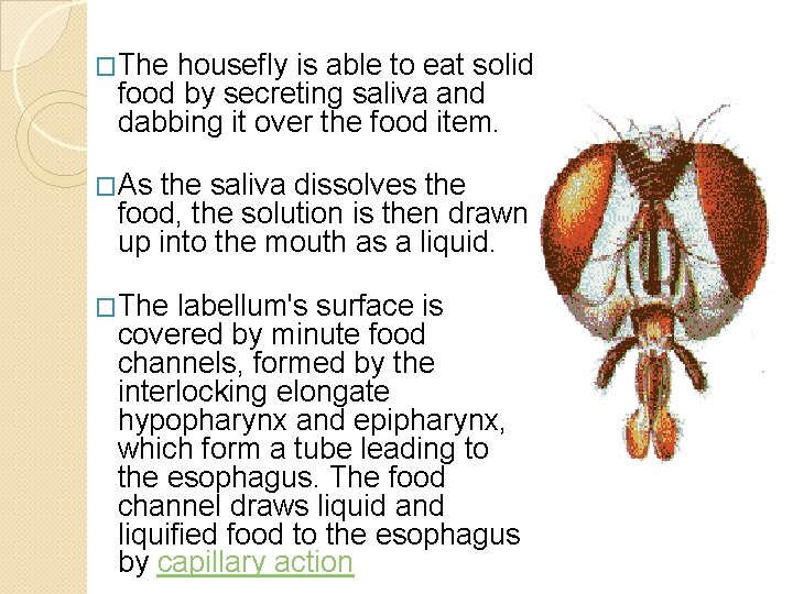 �The housefly is able to eat solid food by secreting saliva and dabbing it