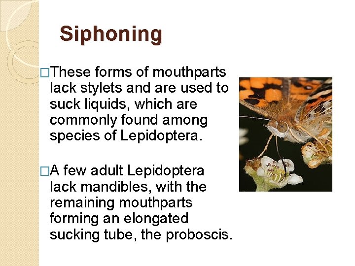 Siphoning �These forms of mouthparts lack stylets and are used to suck liquids, which Siphoning �These forms of mouthparts lack stylets and are used to suck liquids, which
