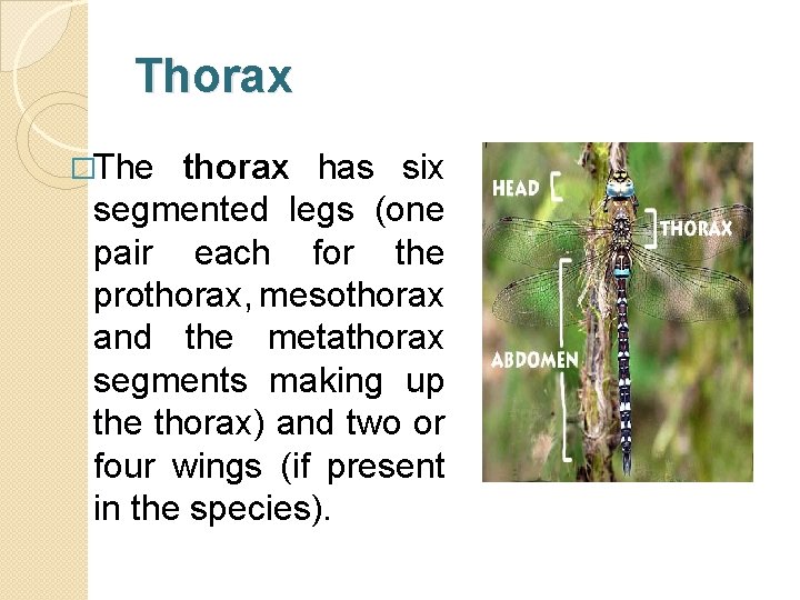 Thorax �The thorax has six segmented legs (one pair each for the prothorax, mesothorax
