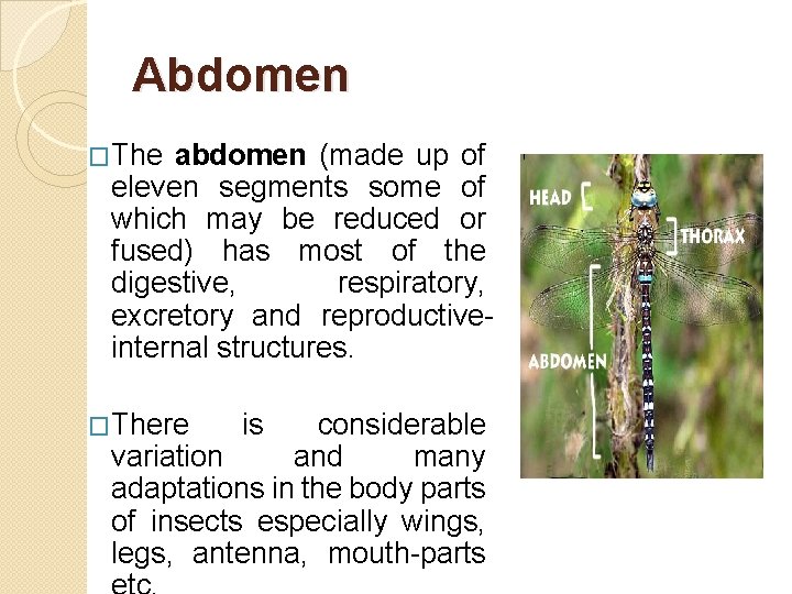 Abdomen �The abdomen (made up of eleven segments some of which may be reduced