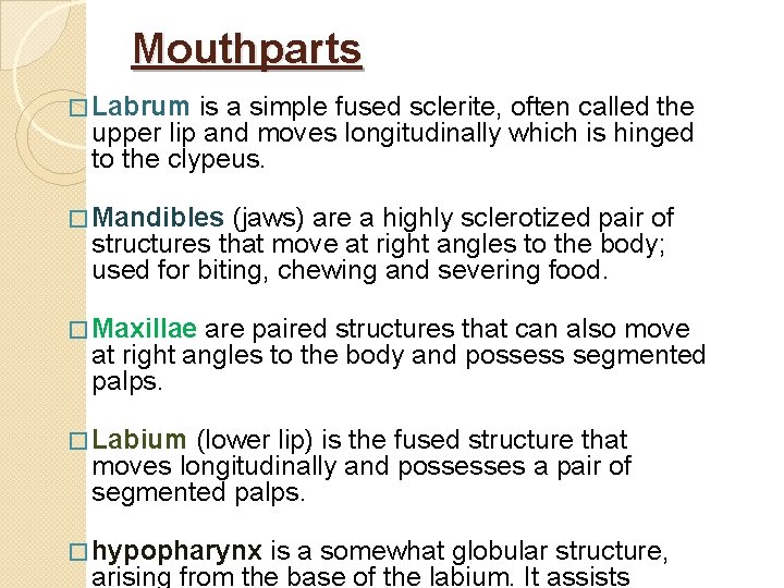 Mouthparts � Labrum is a simple fused sclerite, often called the upper lip and