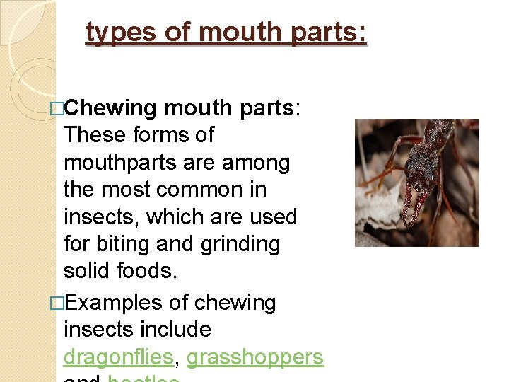 types of mouth parts: �Chewing mouth parts: These forms of mouthparts are among the