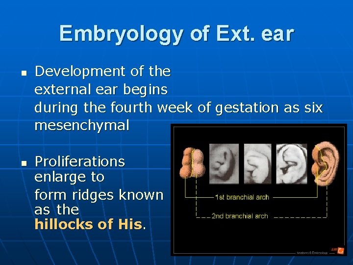 Embryology of Ext. ear n n Development of the external ear begins during the