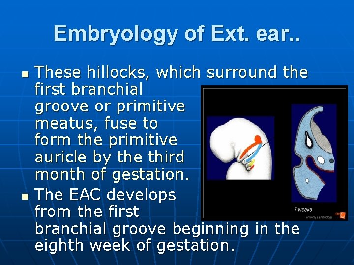 Embryology of Ext. ear. . n n These hillocks, which surround the first branchial