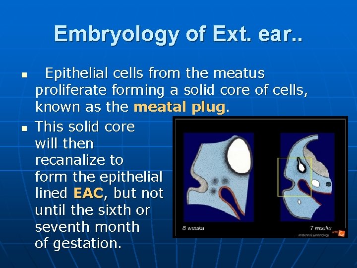 Embryology of Ext. ear. . n n Epithelial cells from the meatus proliferate forming