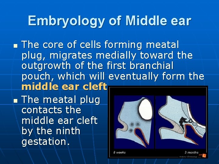 Embryology of Middle ear n n The core of cells forming meatal plug, migrates