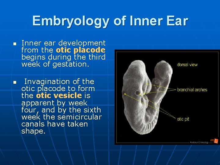 Embryology of Inner Ear n n Inner ear development from the otic placode begins
