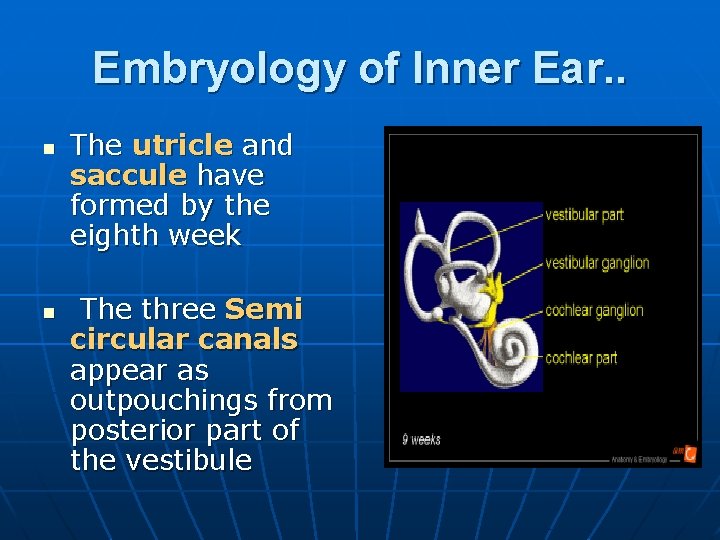Embryology of Inner Ear. . n n The utricle and saccule have formed by