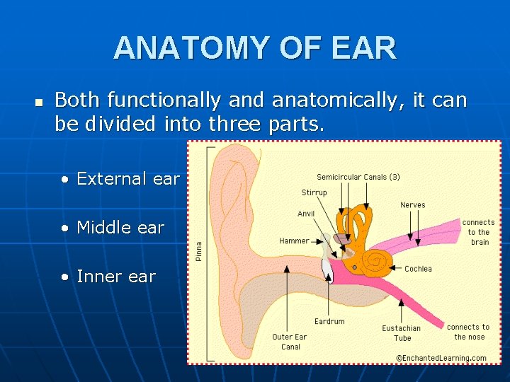 ANATOMY OF EAR n Both functionally and anatomically, it can be divided into three