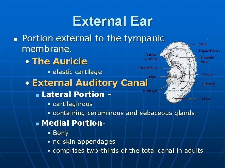 External Ear n Portion external to the tympanic membrane. • The Auricle • elastic