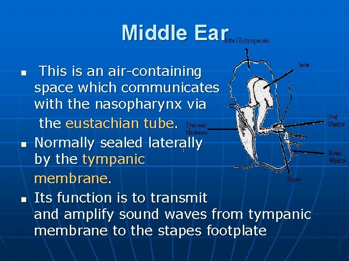 Middle Ear n n n This is an air-containing space which communicates with the