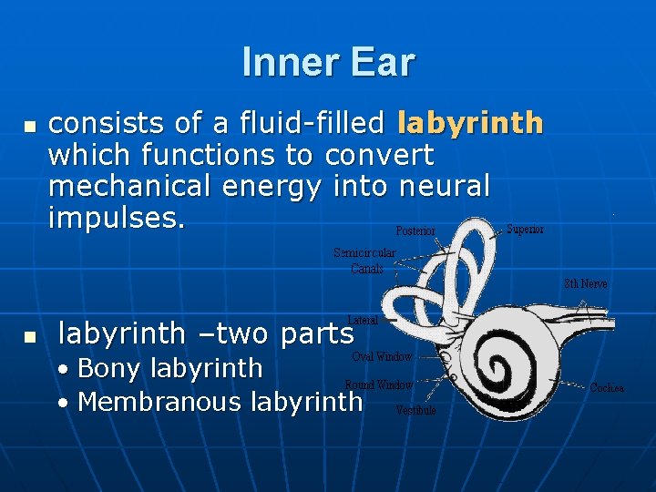 Inner Ear n n consists of a fluid-filled labyrinth which functions to convert mechanical