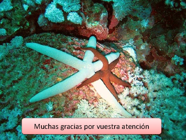 Muchas gracias por vuestra atención Muchas gracias por vuestra atención