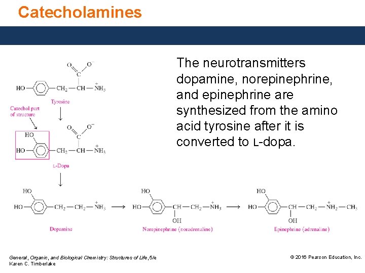 Catecholamines The neurotransmitters dopamine, norepinephrine, and epinephrine are synthesized from the amino acid tyrosine